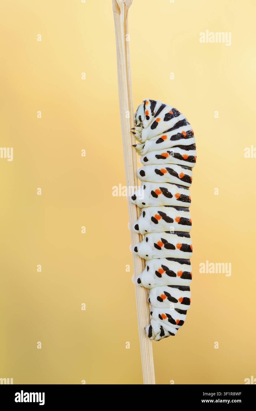 Queue d'aronde (Papilio machaon), chenille, Rhénanie du Nord-Westphalie, Allemagne Banque D'Images