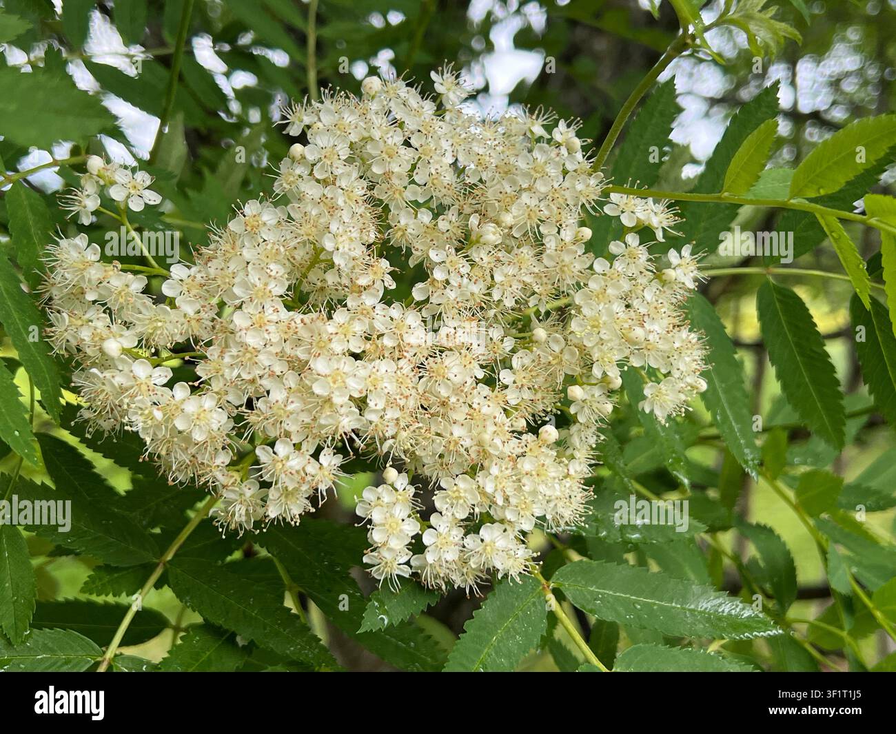 Fleurs blanches de sorbier avec des feuilles vertes - Image de stock capturée avec un smartphone