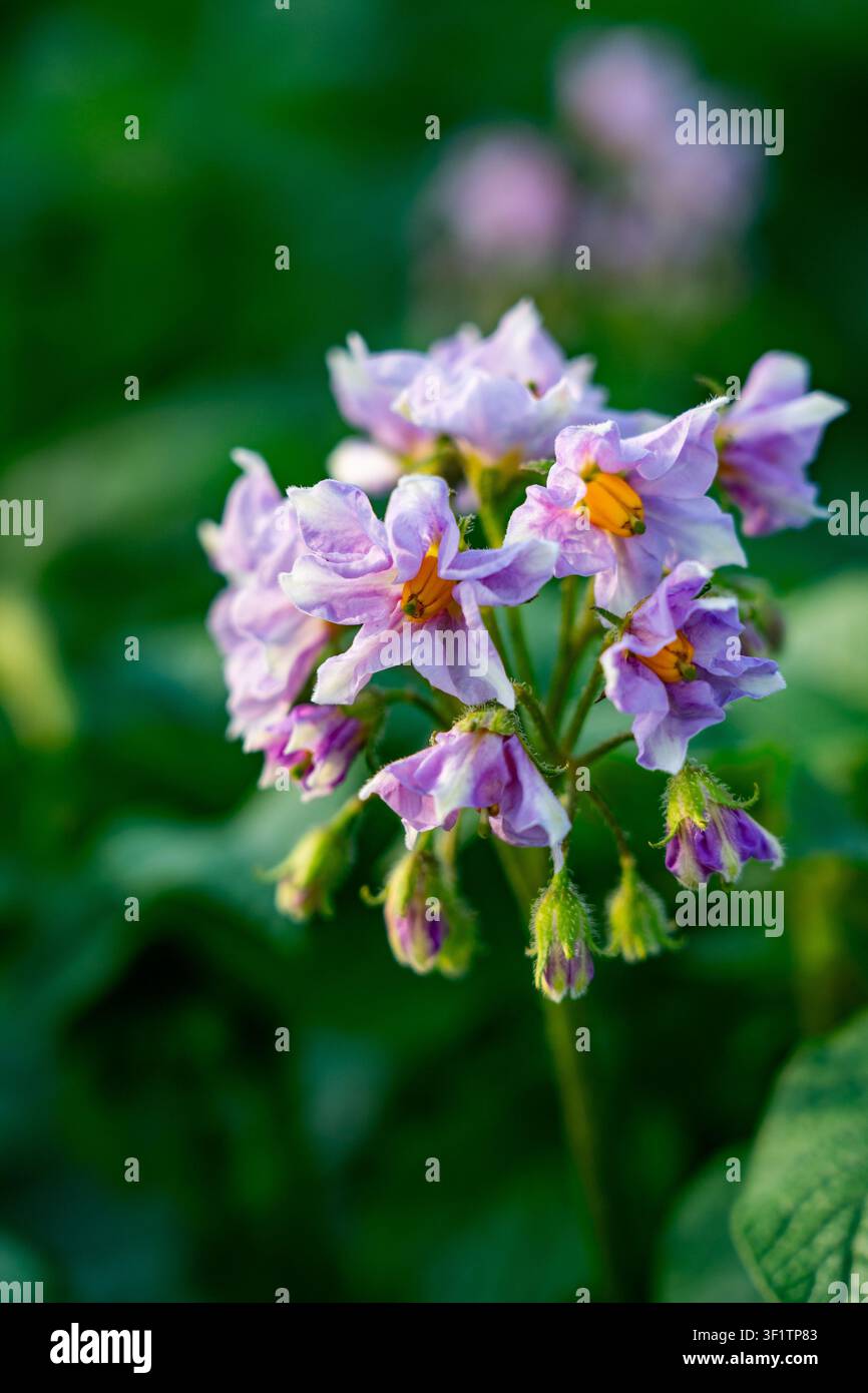 Plante fleurie violette vibrante prospérant au milieu d'un feuillage vert luxuriant, mettant en valeur de belles fleurs et une structure unique de pétales dans un environnement naturel Banque D'Images