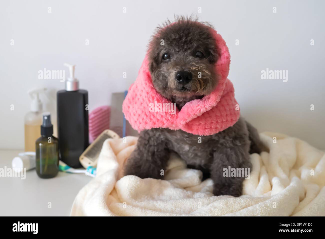 Un caniche gris enveloppé dans une serviette rose, prêt pour une douche rafraîchissante pour animaux à la maison. Banque D'Images