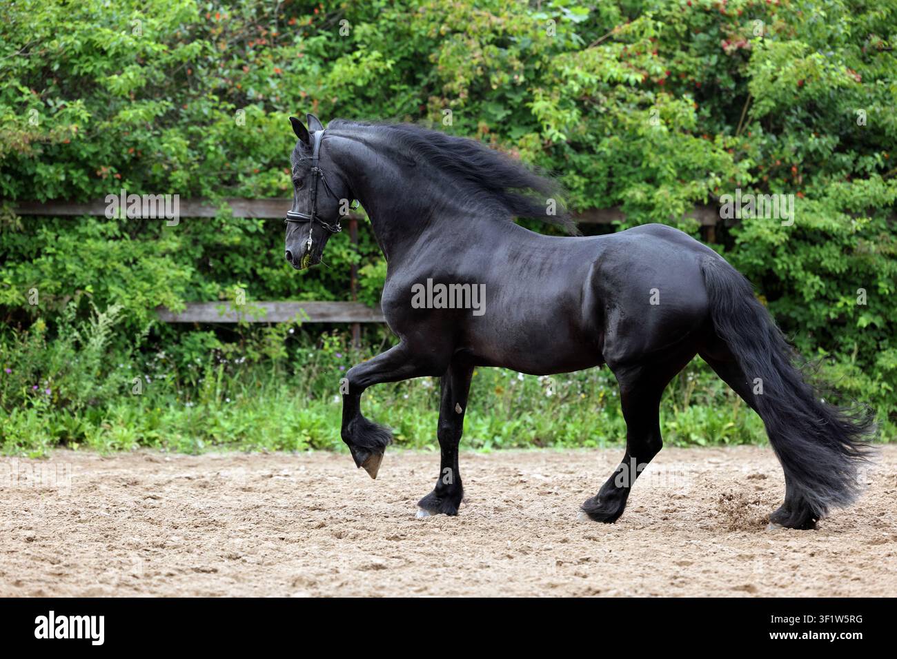 Cheval de dressage frison galopant en extérieur Banque D'Images