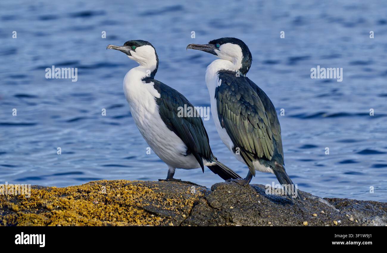 Une paire de cormorans à face noire (Phalacrocorax fuscescens) debout sur une plateforme rocheuse au bord de la rivière Derwent, à Hobart, en Tasmanie Banque D'Images