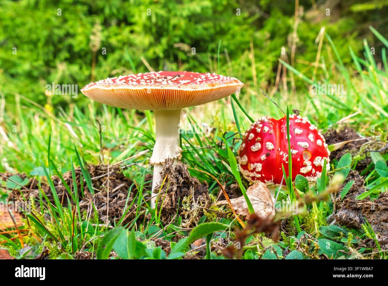Champignon agaric rouge mouche au sol Banque D'Images