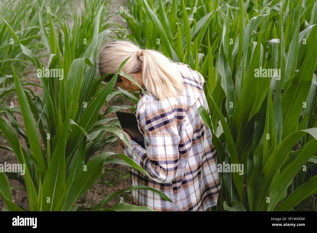 Vue arrière d'une femme d'âge moyen examinant une feuille de maïs tout en tenant une tablette lors d'une inspection de champ dans une plantation verte. Concept d'évaluation de la santé des cultures Banque D'Images