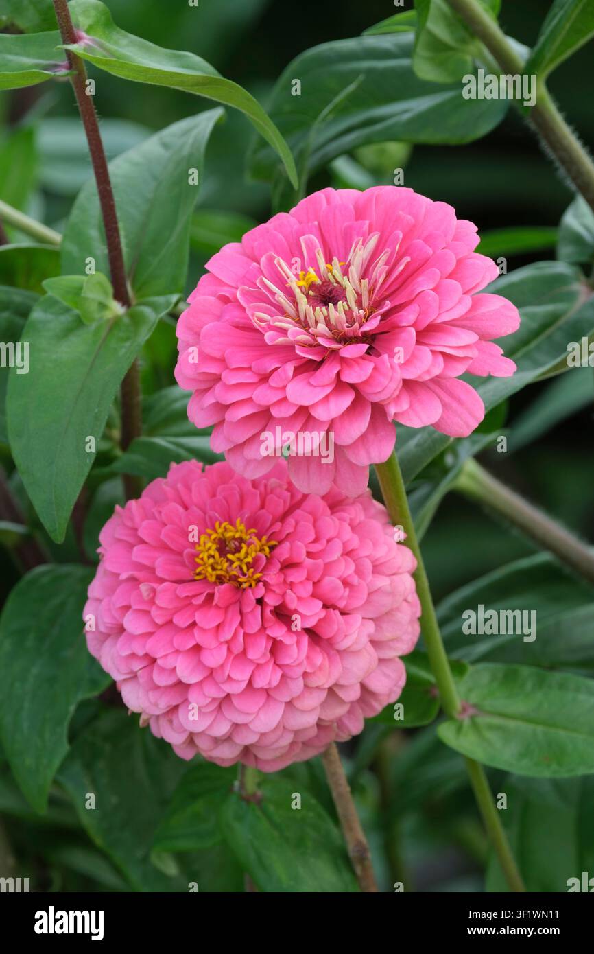 Zinnia elegans Benary’s Giant Bright Pink, feuilles gris-vert lancéolées, doubles, à pétales complets, fleurs rose vif clair Banque D'Images