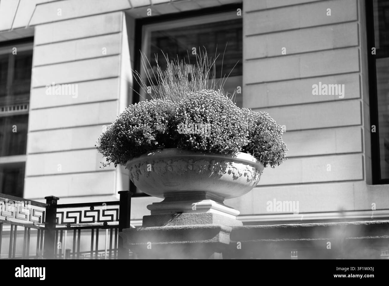 Marguerite en fleur dans un pot de fleurs. Fleur de chrysanthème jaune poussant en pot. Fleur en pot en marguerite dans un pot de fleurs. Nature estivale. Plante en pot à fleurs Banque D'Images