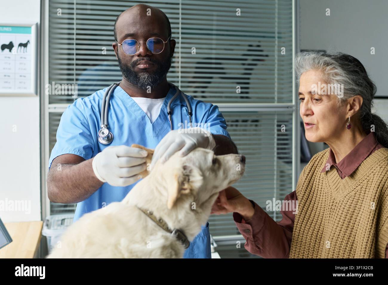 Vétérinaire noir nettoyant les oreilles d'un chien avec une femme âgée Banque D'Images
