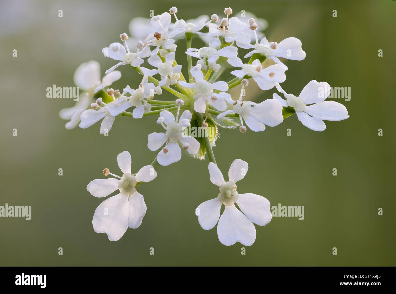 Inflorescence de persil de vache Banque D'Images