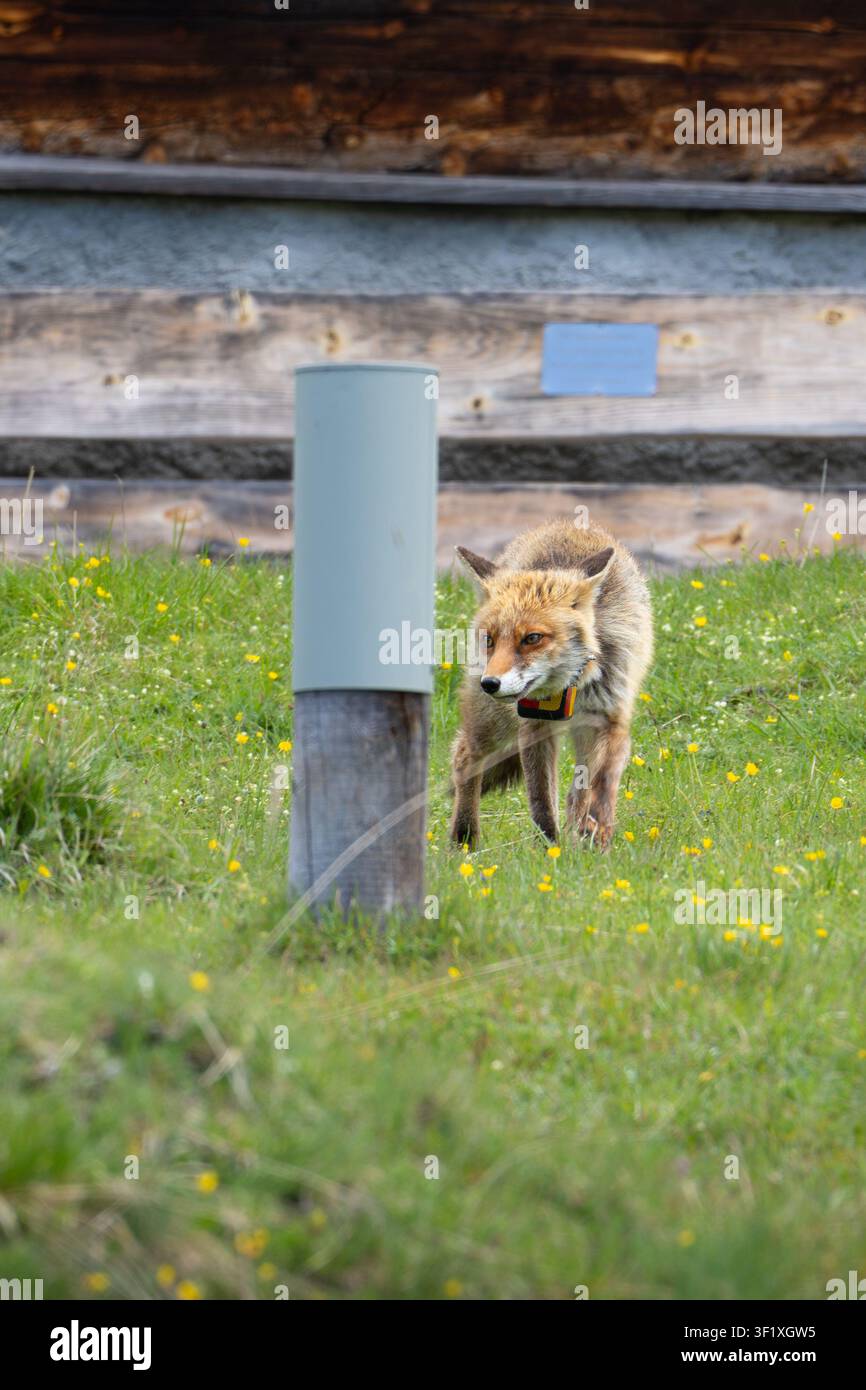Renard roux marchant à travers un pré vert parsemé de fleurs sauvages, portant un collier de suivi Banque D'Images