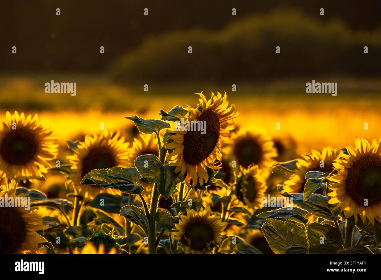 Magnifique champ de tournesols jaunes vibrants brillant sous la lumière dorée chaude d'un coucher de soleil d'été. Banque D'Images