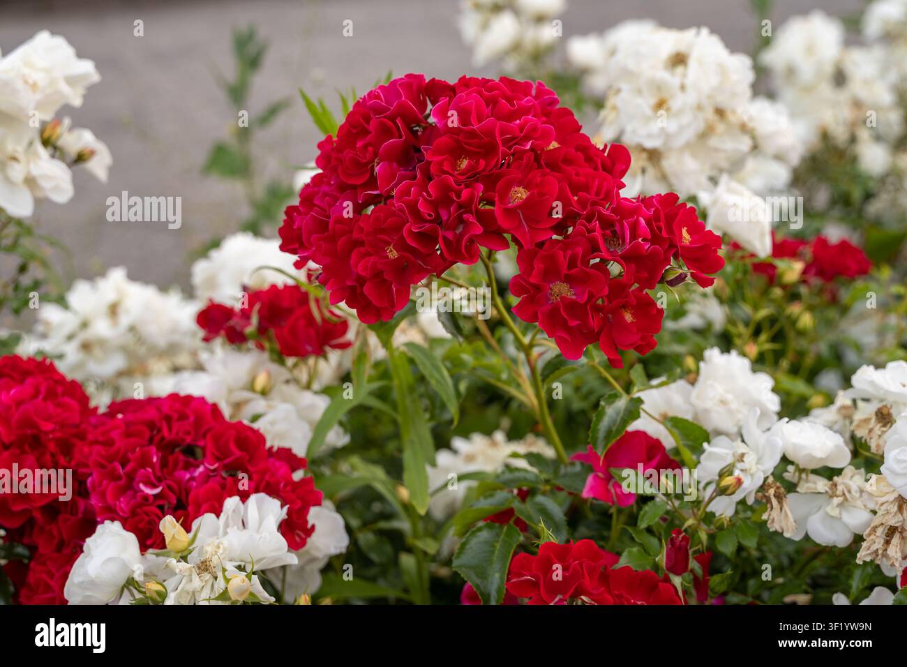 Roses rouges et blanches éclatantes en fleur dans un jardin d'été Banque D'Images