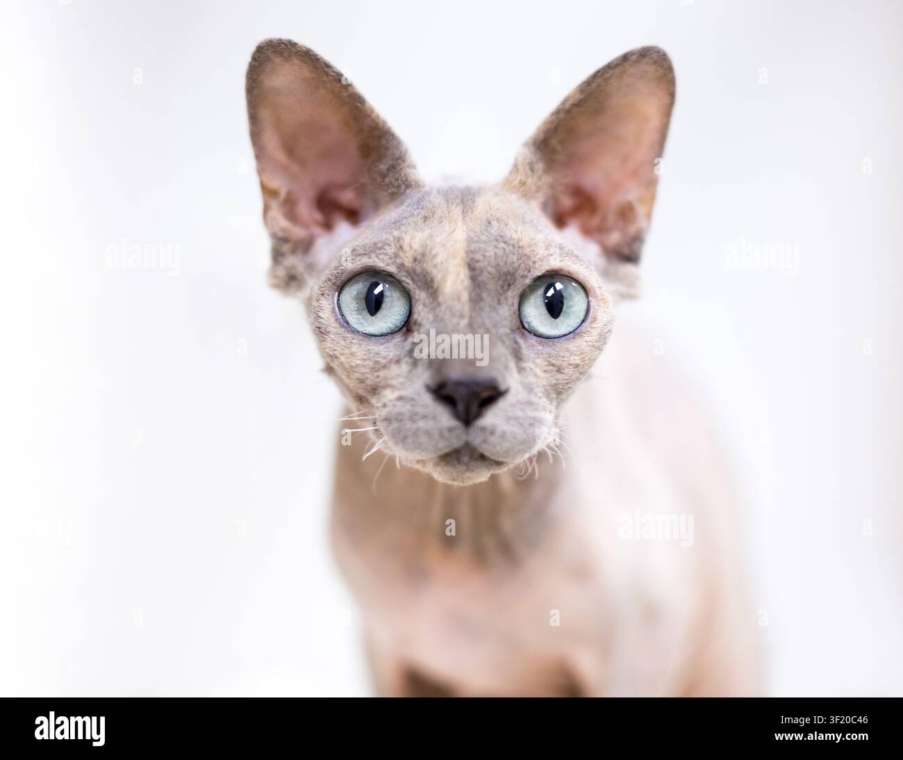 Un chat Sphynx sans poils regardant la caméra avec une expression aux yeux larges Banque D'Images