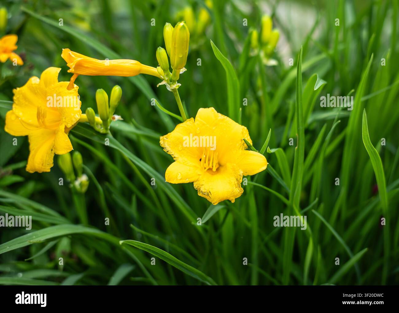 Deux fleurs de lys de jour (Hemerocallis) jaunes avec des gouttes de pluie et des bourgeons émergents sur un feuillage vert luxuriant ; floraison estivale lumineuse dans un jardin du Minnesota. Banque D'Images