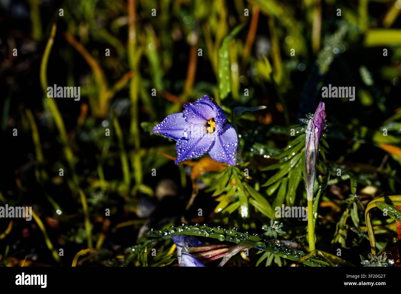 L’Ipheion uniflorum est une espèce de plante à fleurs, apparentée aux oignons, classée dans la sous-famille des Allioïdes (Allioideae) de la famille des Amaryllidacées. Banque D'Images