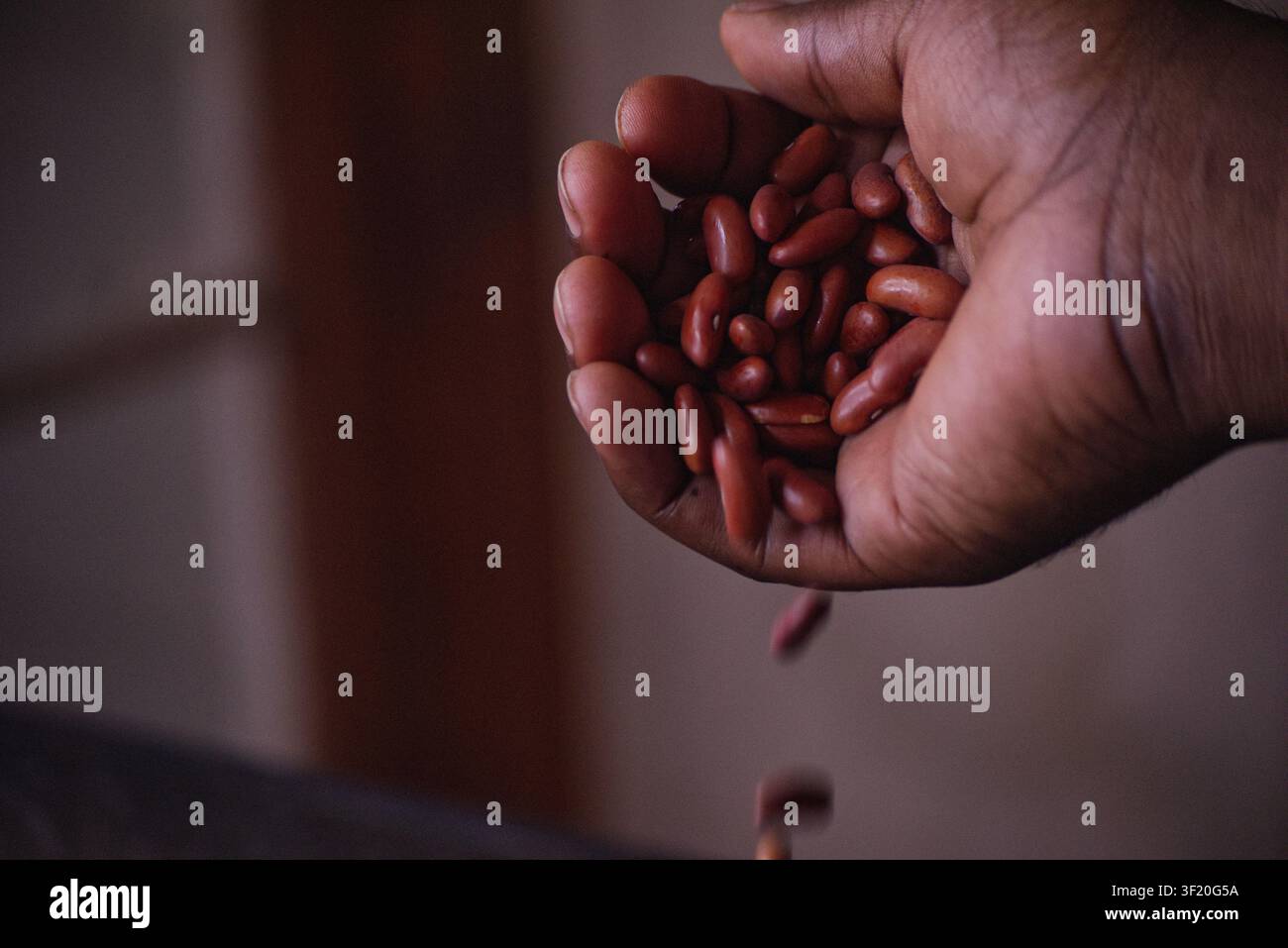 Image en gros plan au ralenti de haricots rouges s'écoulant d'une main. Idéal pour les thèmes liés à l'alimentation saine, aux légumineuses, à la nutrition, à la préparation des aliments, à l'agriculture Banque D'Images