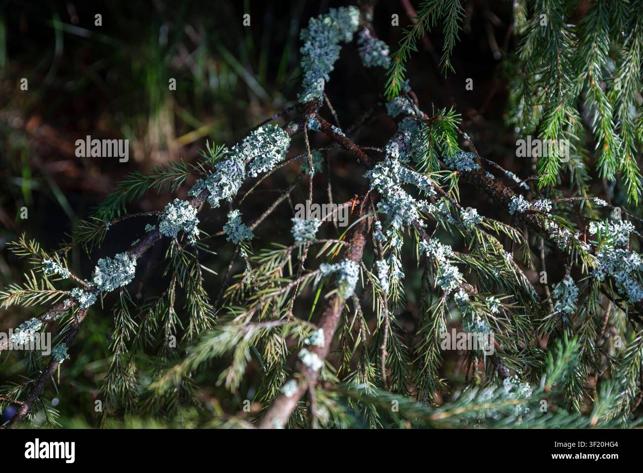 Lichen vert pâle poussant sur les branches de pin Banque D'Images