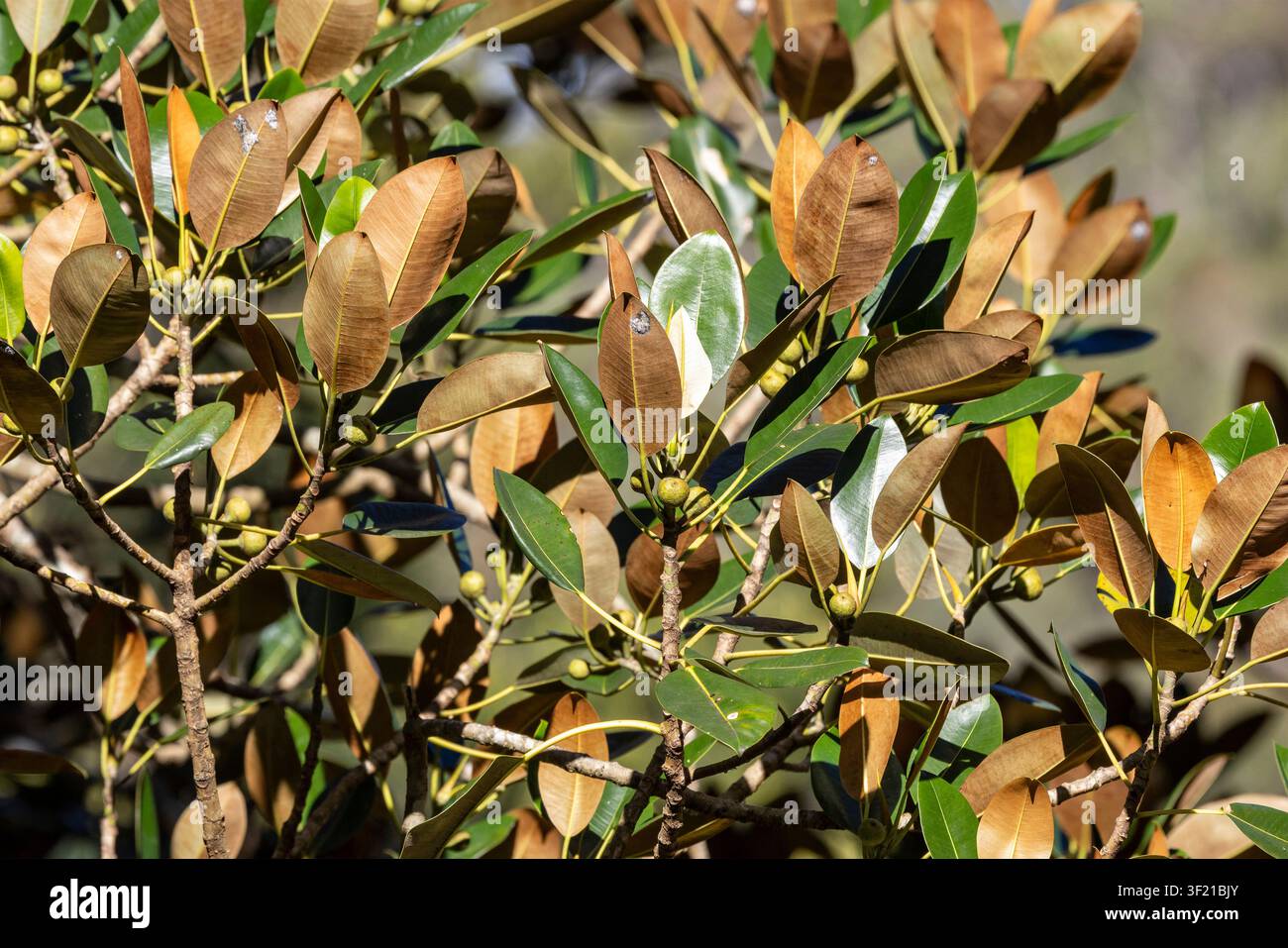 Figuier de Port Jackson montrant les feuilles et les fruits Banque D'Images