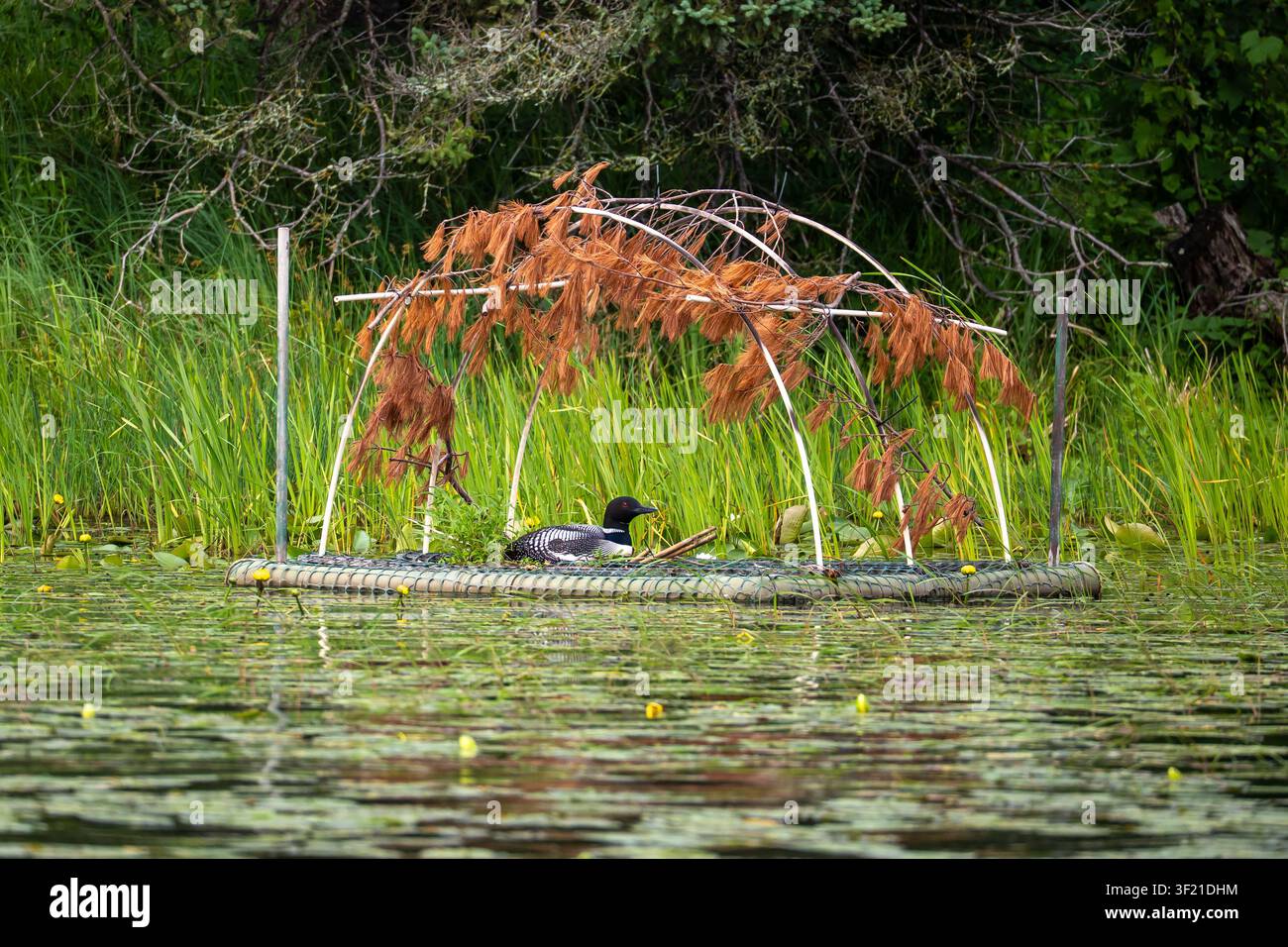 Un plongeon commun (Gavia immer) se repose sur une plateforme de nidification flottante artificielle avec un abri en dôme de roseau, entouré de massettes et de végétation aquatique sur un Banque D'Images