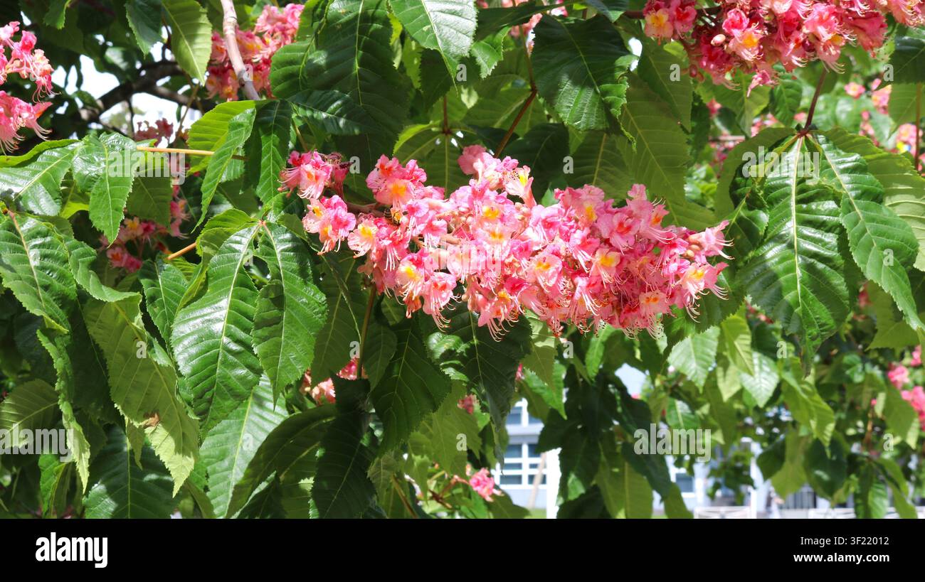 Branche d'un châtaignier en fleurs avec de grandes inflorescences rose vif. Les grappes luxuriantes de fleurs avec des centres jaunes contrastent harmonieusement Banque D'Images