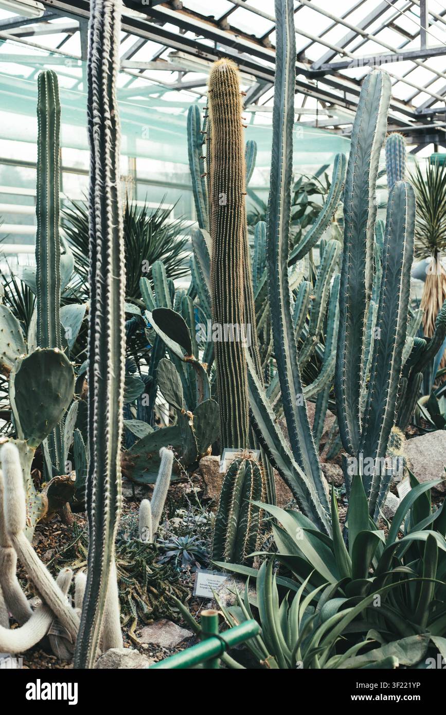 Composition verticale de divers cactus hauts, figuiers de Barbarie et plantes succulentes poussant dans une serre botanique spacieuse. Plantes exotiques du désert sous un toit de verre, représentant la botanique, le jardinage d'intérieur, les collections tropicales, la biodiversité et la nature Banque D'Images