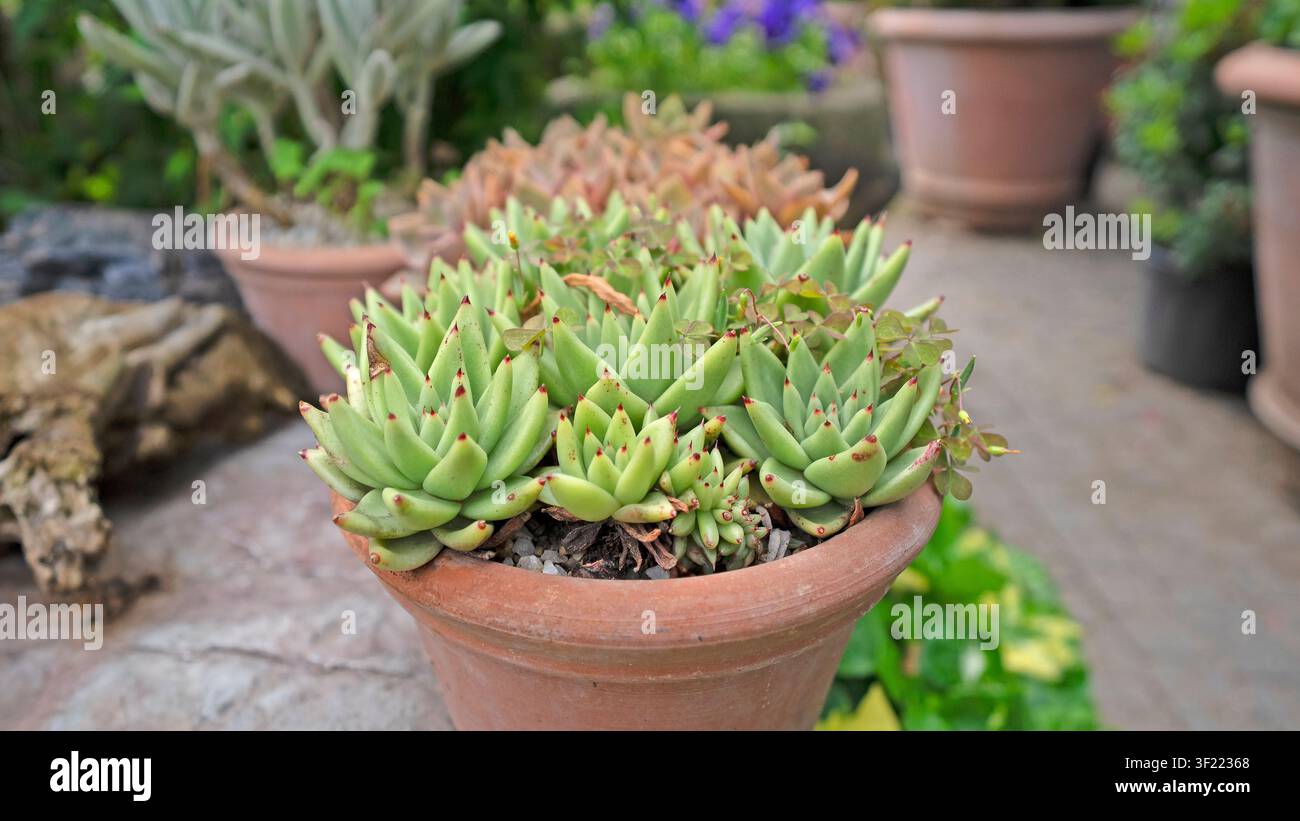 Focus sélectif de succulentes vertes à pointes rougeâtres dans un pot en terre cuite, entourées de plantes variées Banque D'Images