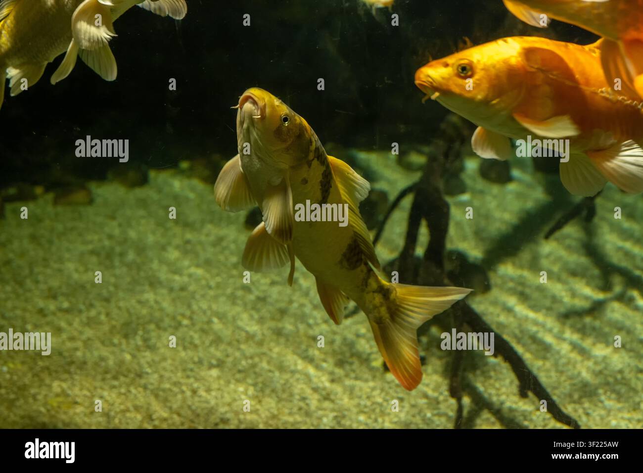 Plusieurs poissons koi nagent sous l'eau au-dessus d'un fond sablonneux dans un cadre d'aquarium sombre. La scène met en vedette des poissons dorés et orange avec des nageoires et des écailles visibles, Banque D'Images