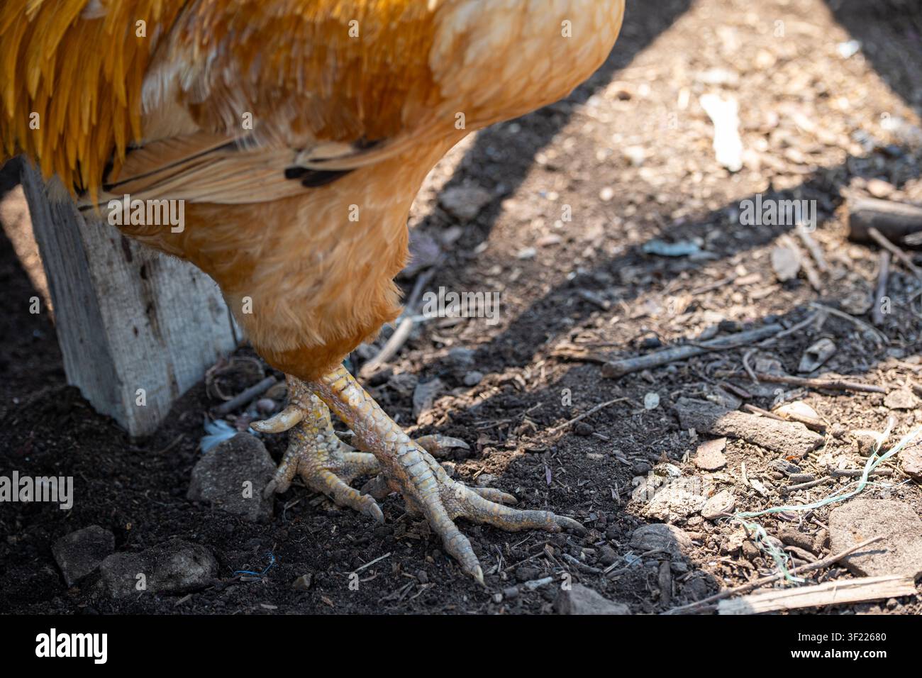Une vue rapprochée détaillée se concentre sur la patte jaune écailleuse, la griffe et l'éperon acéré d'un coq doré debout sur un sol de ferme. Banque D'Images