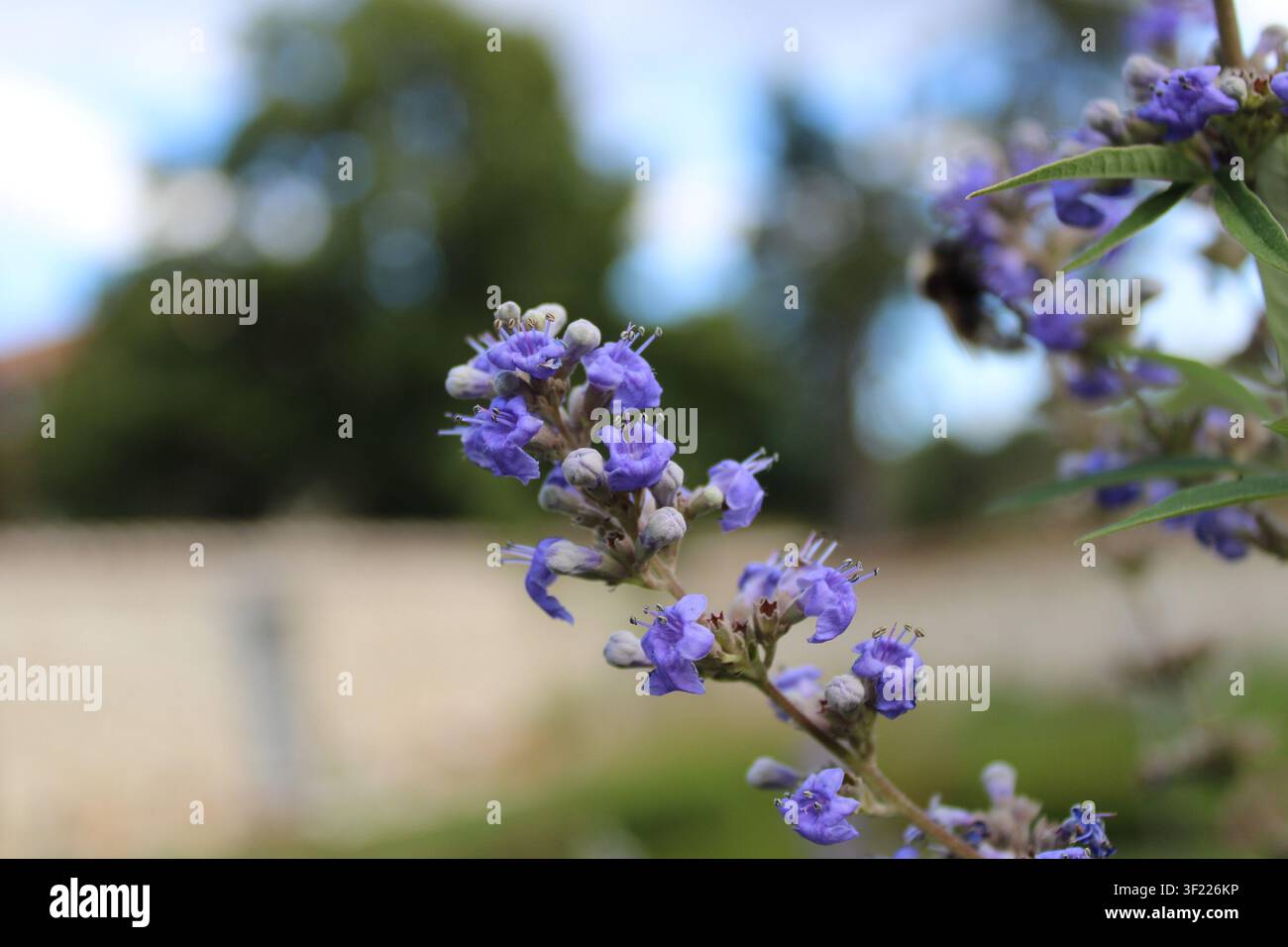 Tilleul chastetree, Chasteberry, Vitex agnus-castus, Lamiaceae Banque D'Images