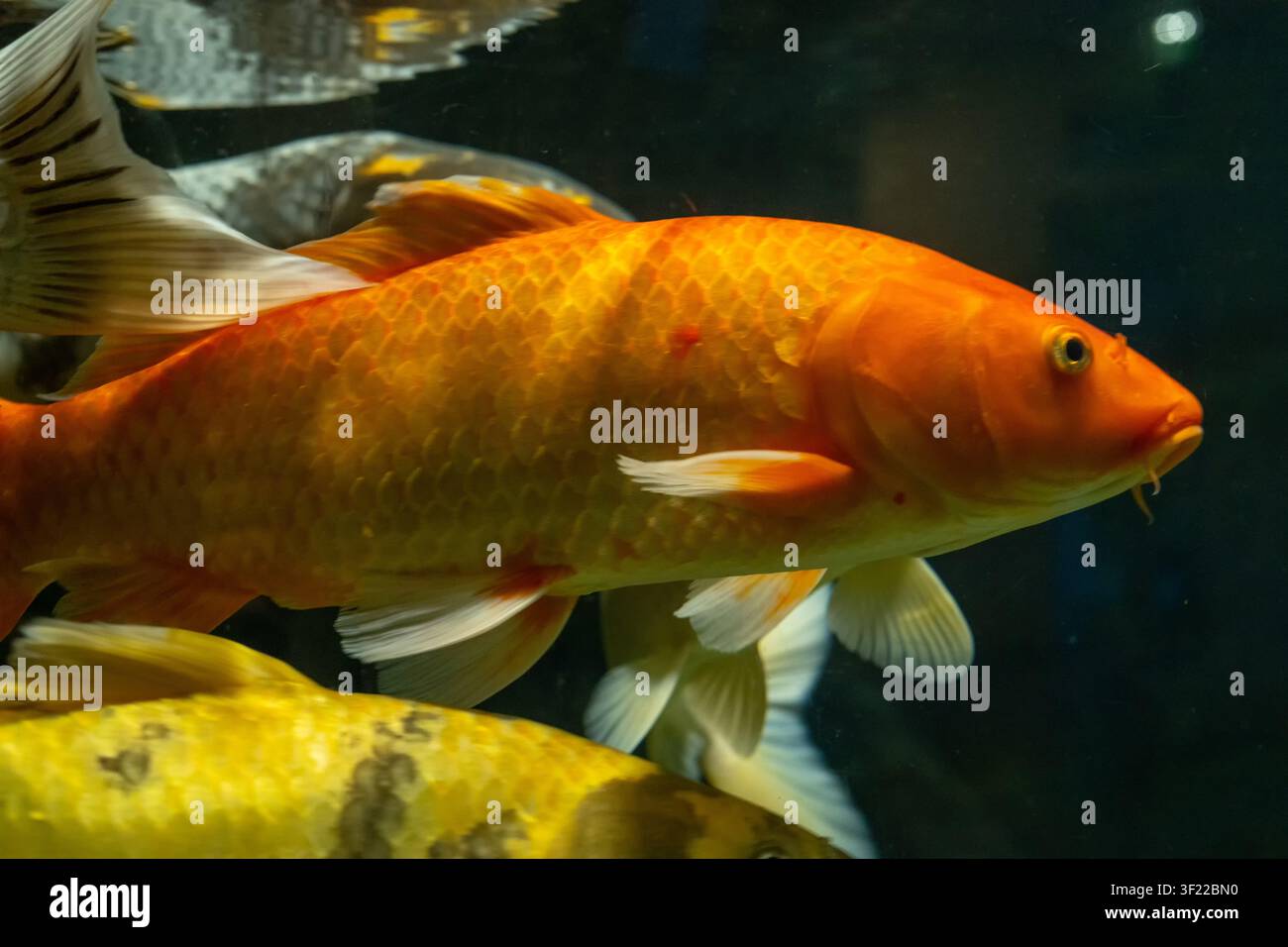 Vue rapprochée d'un grand koï orange nageant dans une eau claire avec d'autres koïs visibles en arrière-plan. L'image montre des écailles, des nageoires et Banque D'Images
