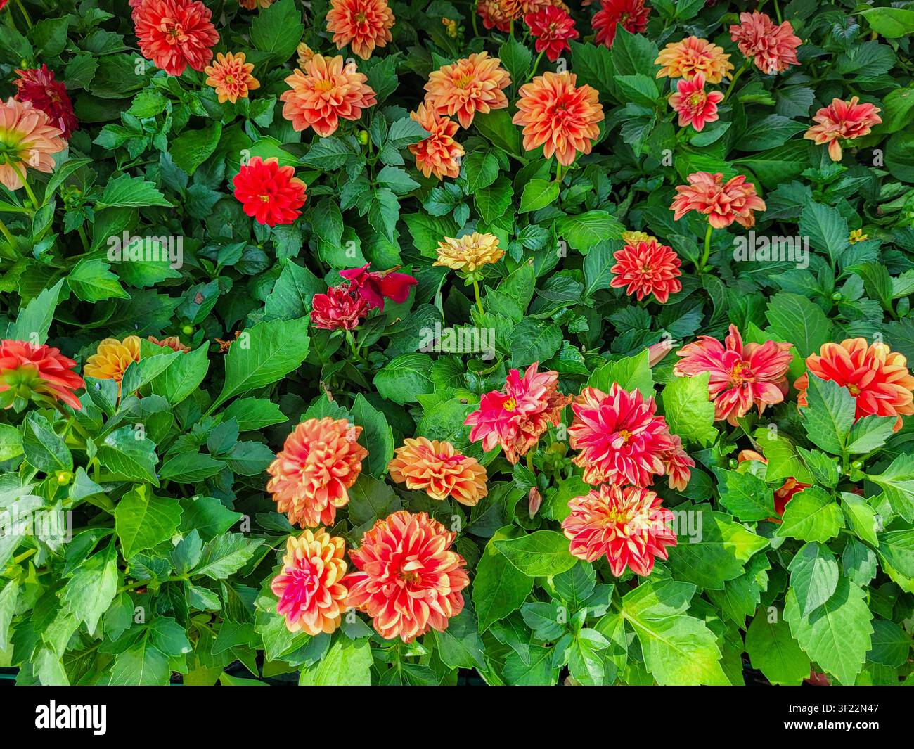 Papier peint à fond floral : dahlias orange et feuillage vert pour le jardinage à domicile Banque D'Images