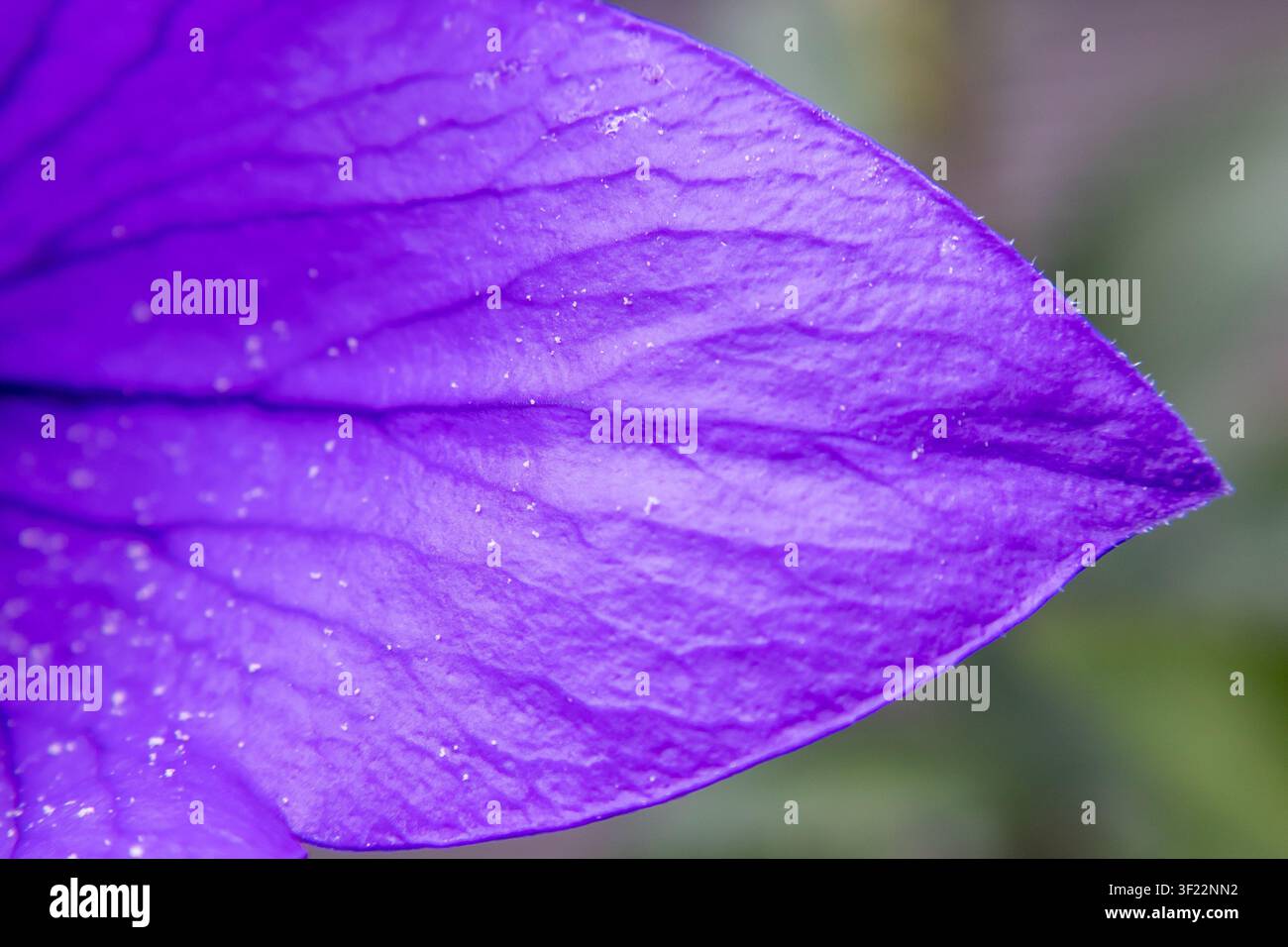 Veines de pétales violets capturées de très près montrant une texture de surface organique Banque D'Images