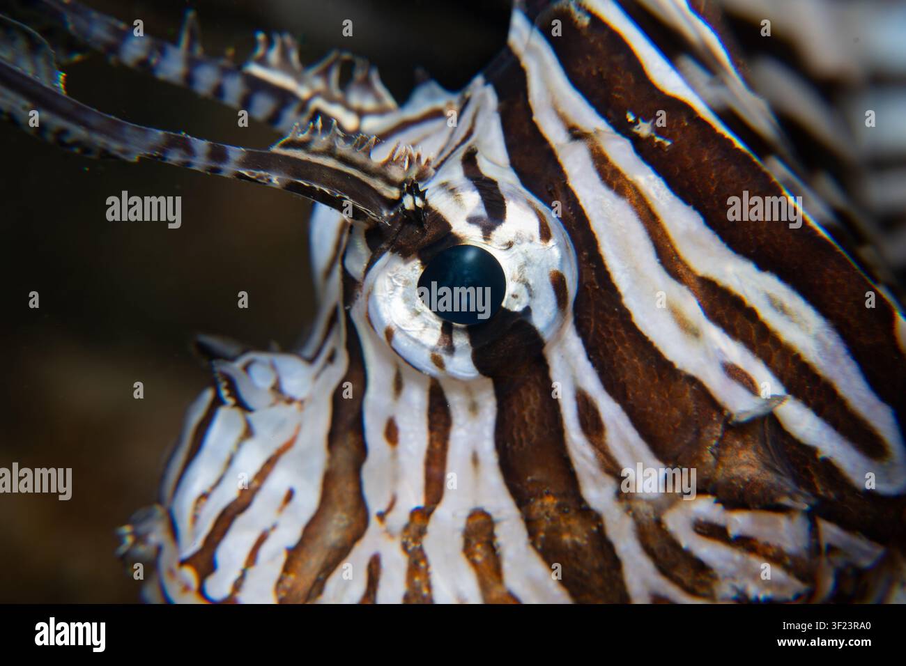 Lionfish gros plan Banque D'Images