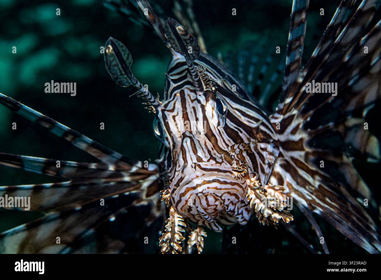 Lionfish gros plan Banque D'Images