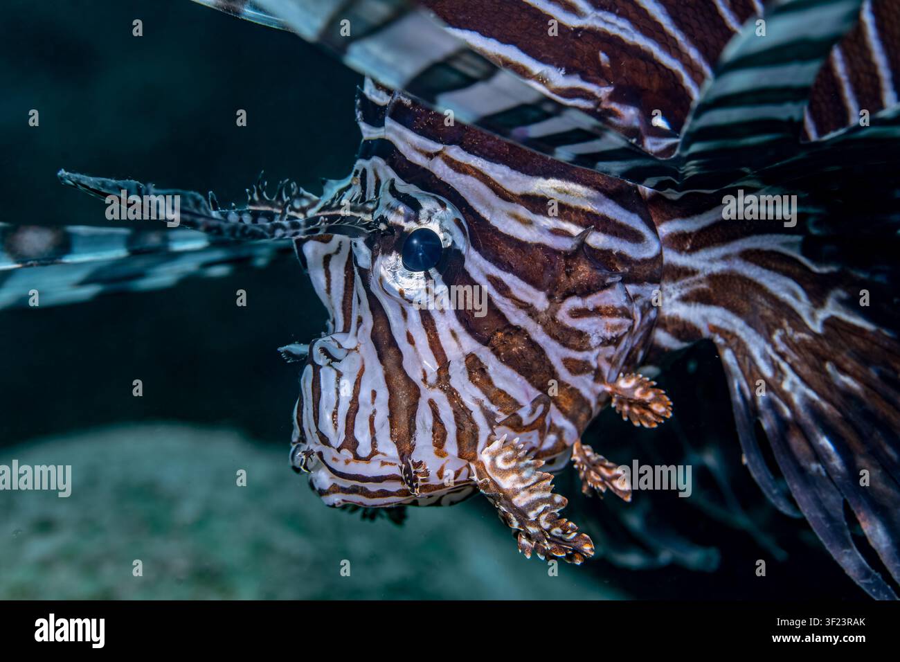 Lionfish gros plan Banque D'Images