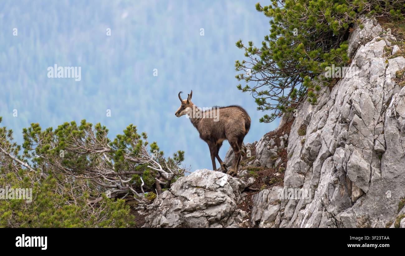 Chamois dans le paysage alpin près du Zugspitze - Rupicapra rupicapra dans son habitat naturel. Photo de haute qualité Banque D'Images