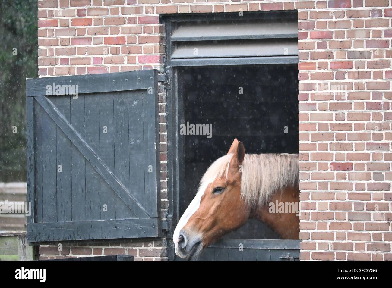 Cheval de trait regardant par une fenêtre d'écurie à Charleston, Caroline du Sud Banque D'Images