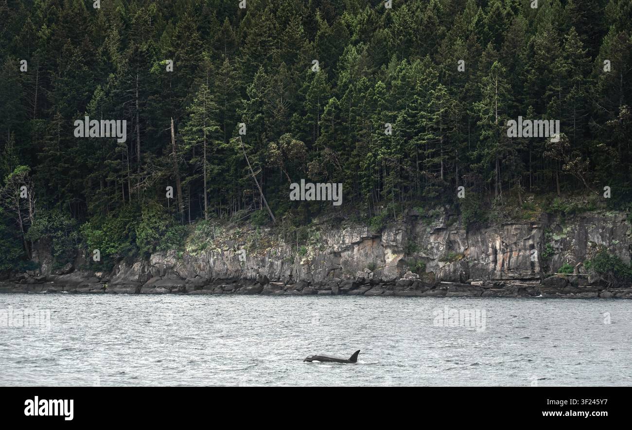 Une orque unique (Orcinus orca) nageant à travers les eaux côtières au large de l'île Gabriola, au Canada, avec sa nageoire dorsale coupant la surface, côte rocheuse Banque D'Images