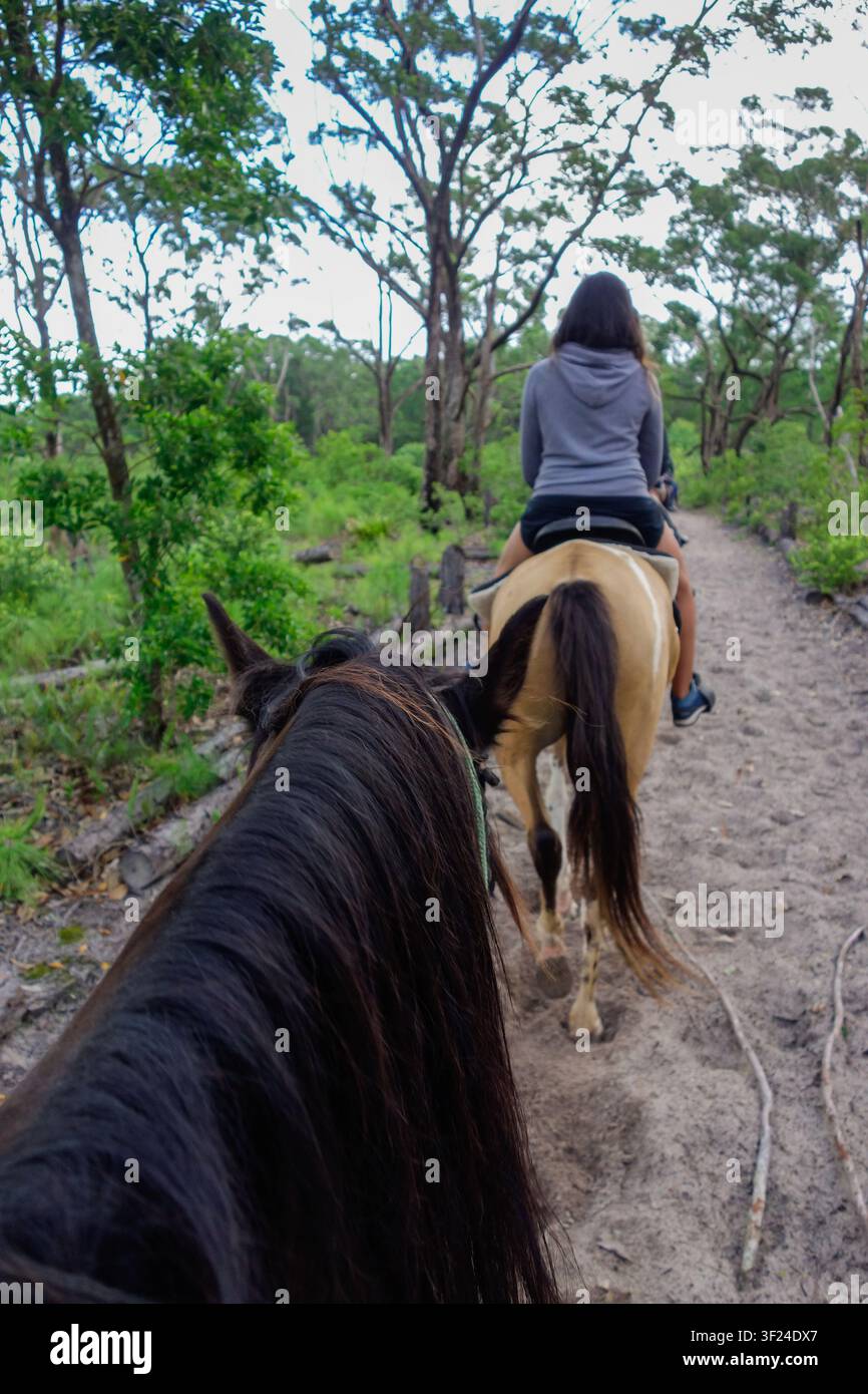 Vue de cavalier montant un cheval en file à travers une forêt, POV. Crinière, crin. Banque D'Images