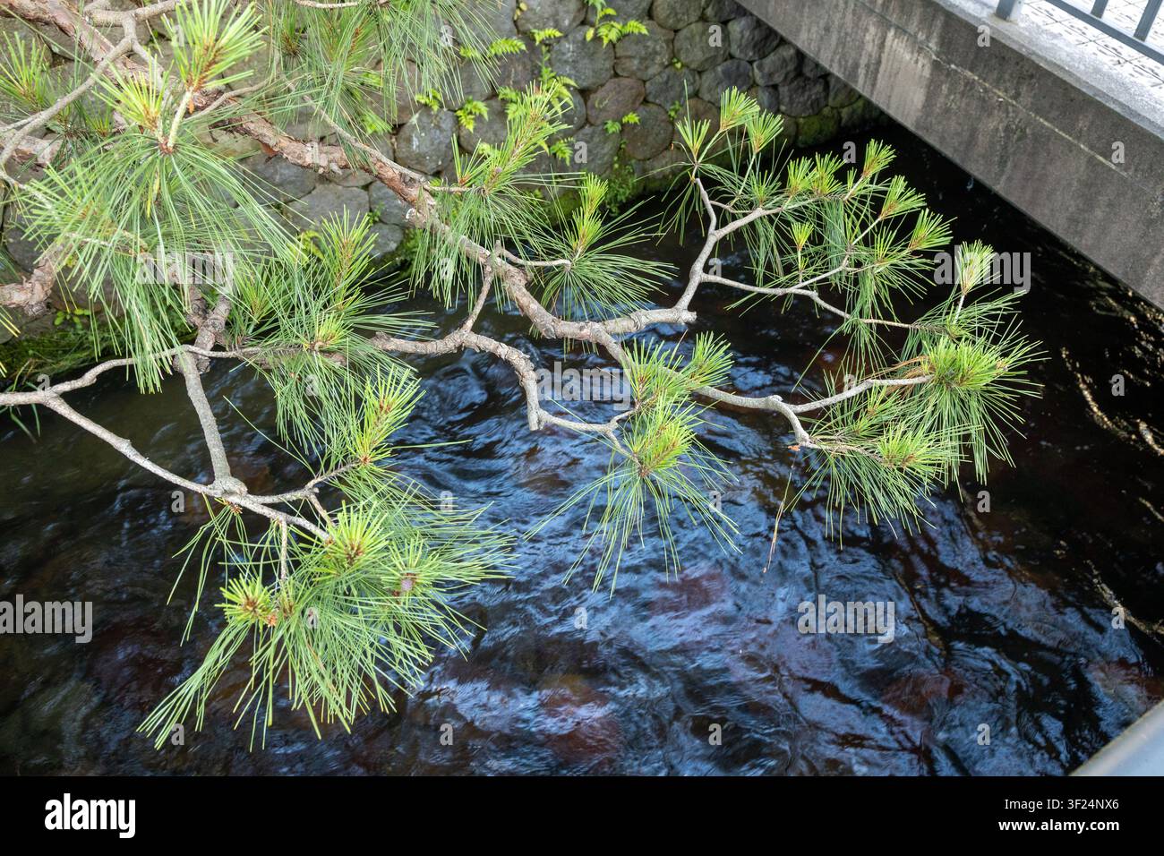 Branches de pin tordues du Pinus Thunbergi, pin noir japonais sur l'eau Banque D'Images