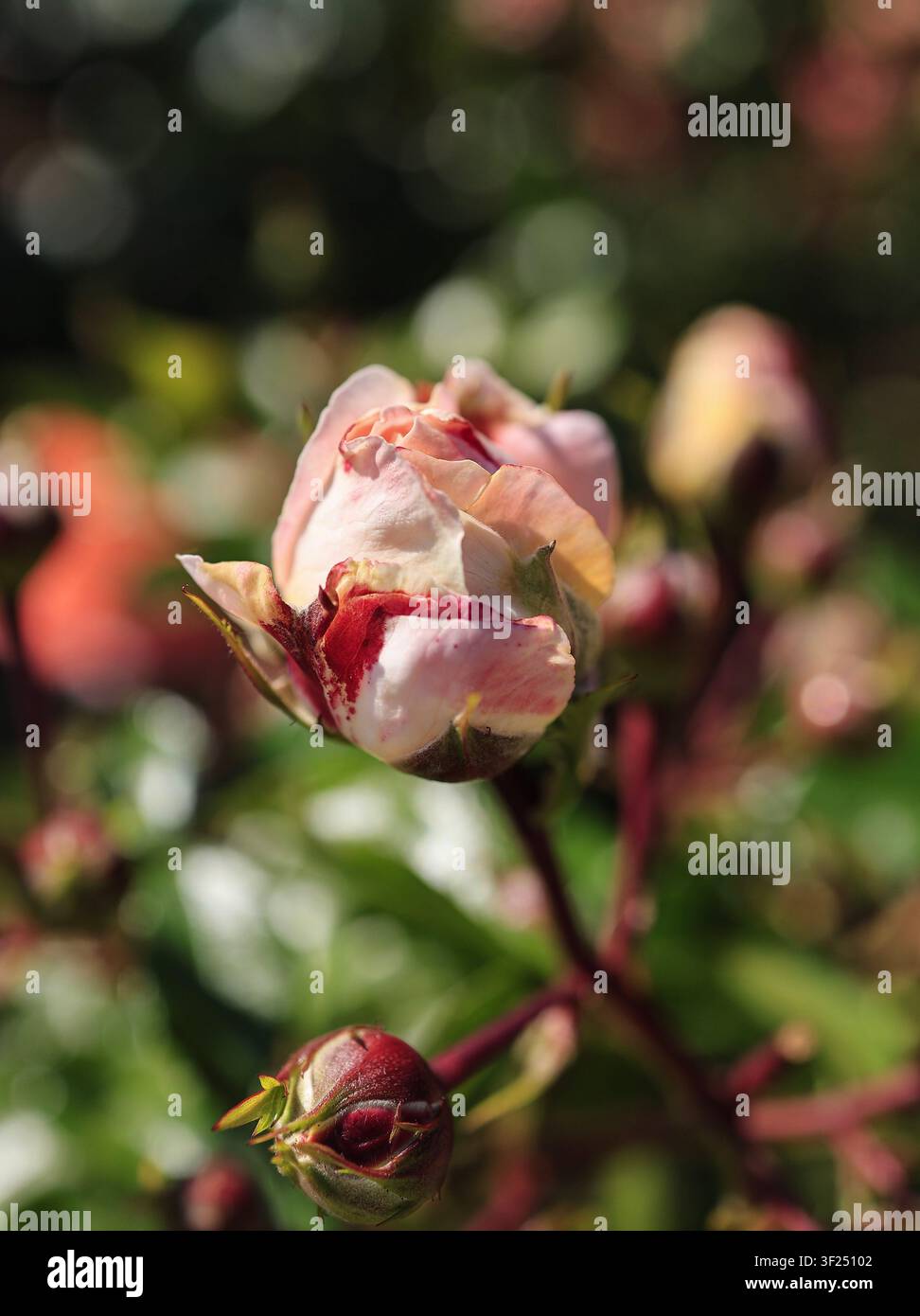 Tallinn, Estonie : bouton de rose de jardin rose et blanc en fleur au Jardin botanique, prise de vue macro avec arrière-plan flou doux. Banque D'Images