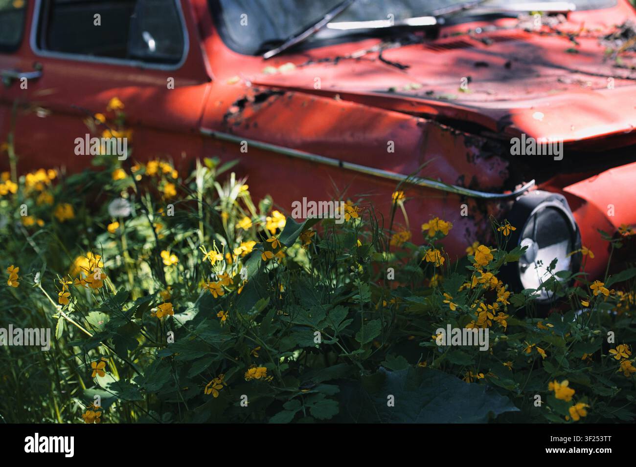 Une voiture vintage rouge abandonnée lentement reprise par la nature, entourée de fleurs sauvages jaunes en fleurs et d'une végétation verte luxuriante. Banque D'Images
