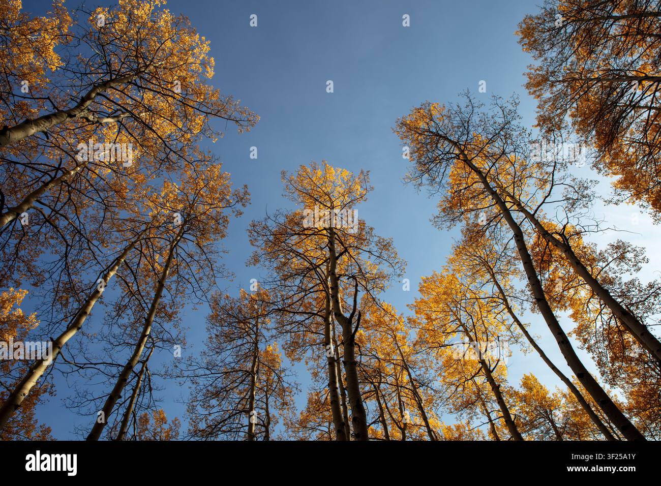 Vue en contre-plongée de grands trembles avec un feuillage d'automne doré entourant un ciel bleu dans les monts San Juan près de Telluride, Colorado. Banque D'Images