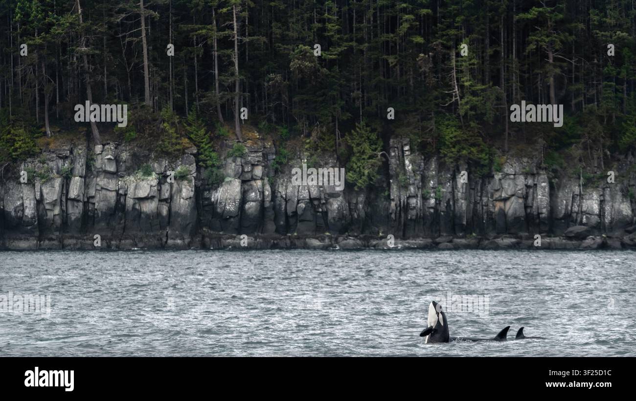 Un orque faisant du spyhopping près de la côte boisée de l'île Gabriola, Canada, deux nageoires d'ocas émergeant de l'eau à côté, panorama Banque D'Images