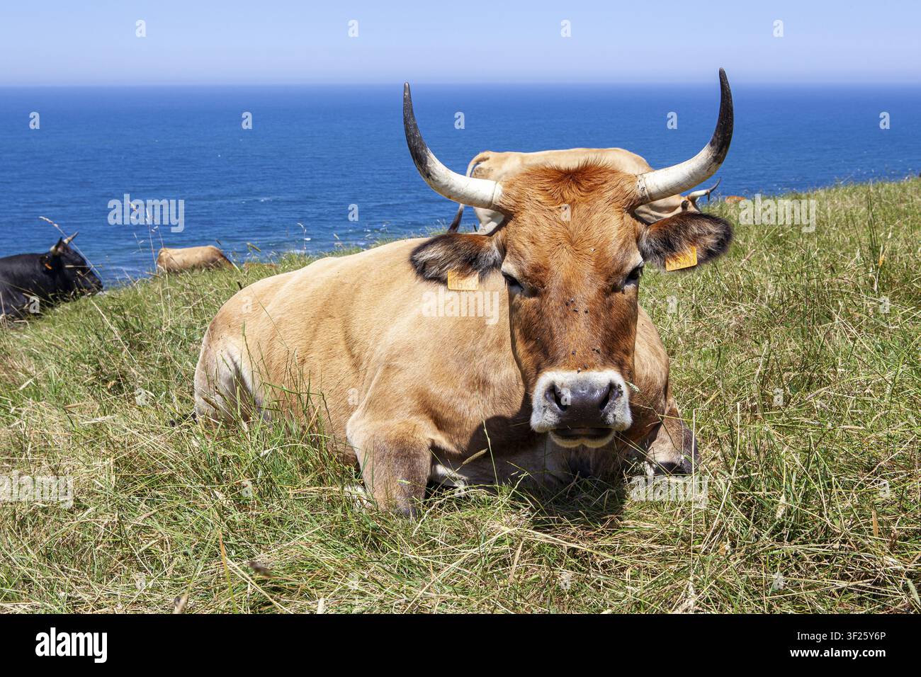 Une vache native de Pas repose sur les pentes du sentier de Sain Vicente près du point Linera à San Vicente de la Barquera, un village agréable dans les Cantabrie Banque D'Images