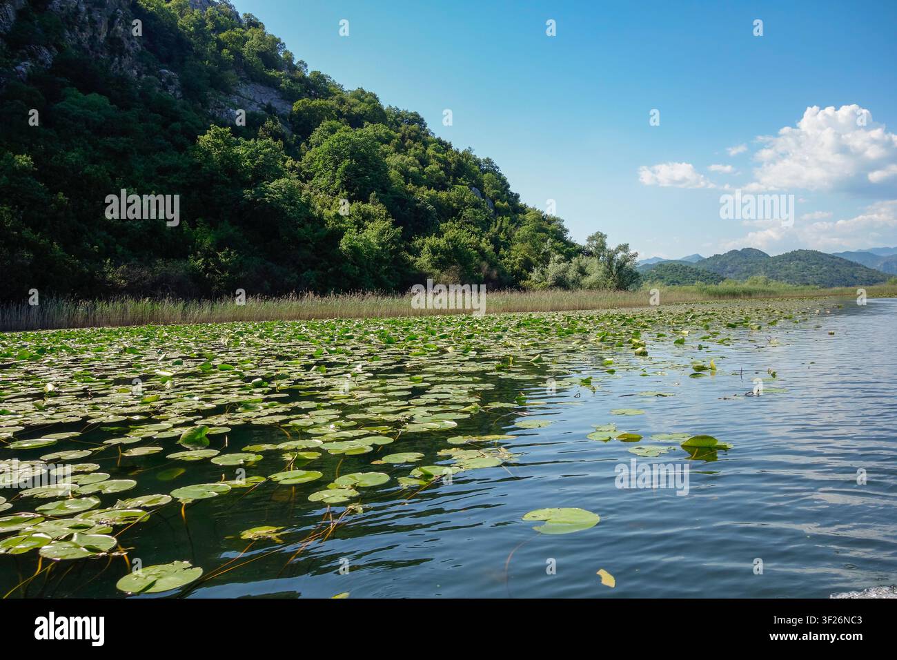 Nénuphars et roseaux sur la rive du lac de Skadar, au Monténégro, en Europe du Sud. Banque D'Images