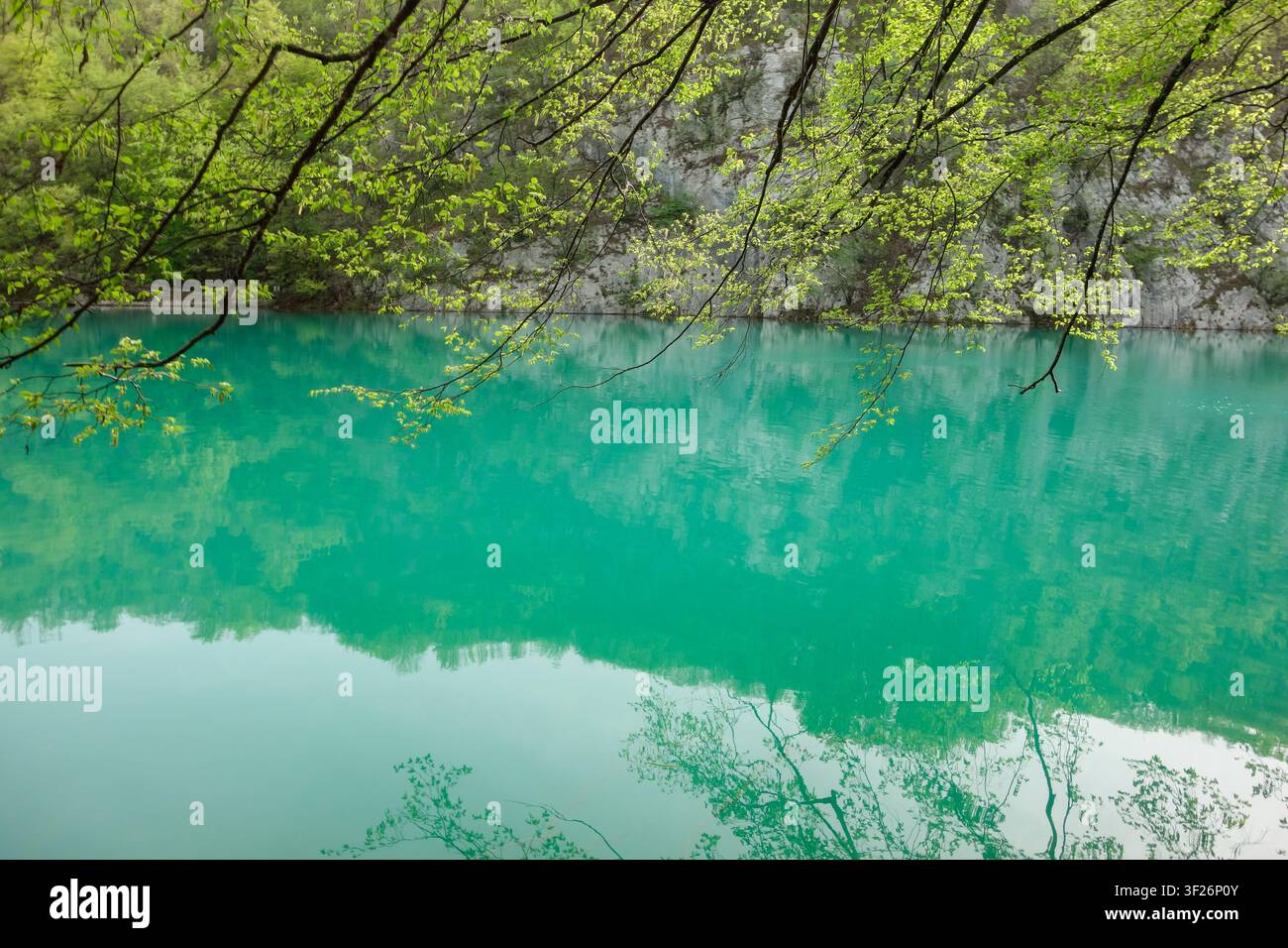 splendide lac vert du parc national des lacs de Plitvice. Chutes d'eau, lacs et flore en Croatie. Banque D'Images