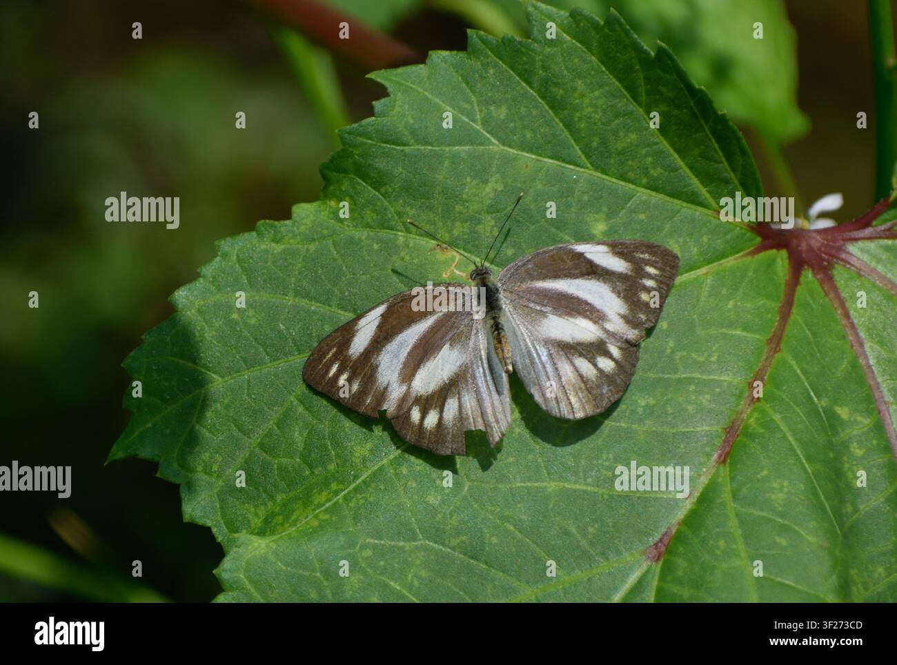 Un papillon albatros rayé femelle perché sur une feuille. Photographié dans la partie ouest de Singapour. Banque D'Images