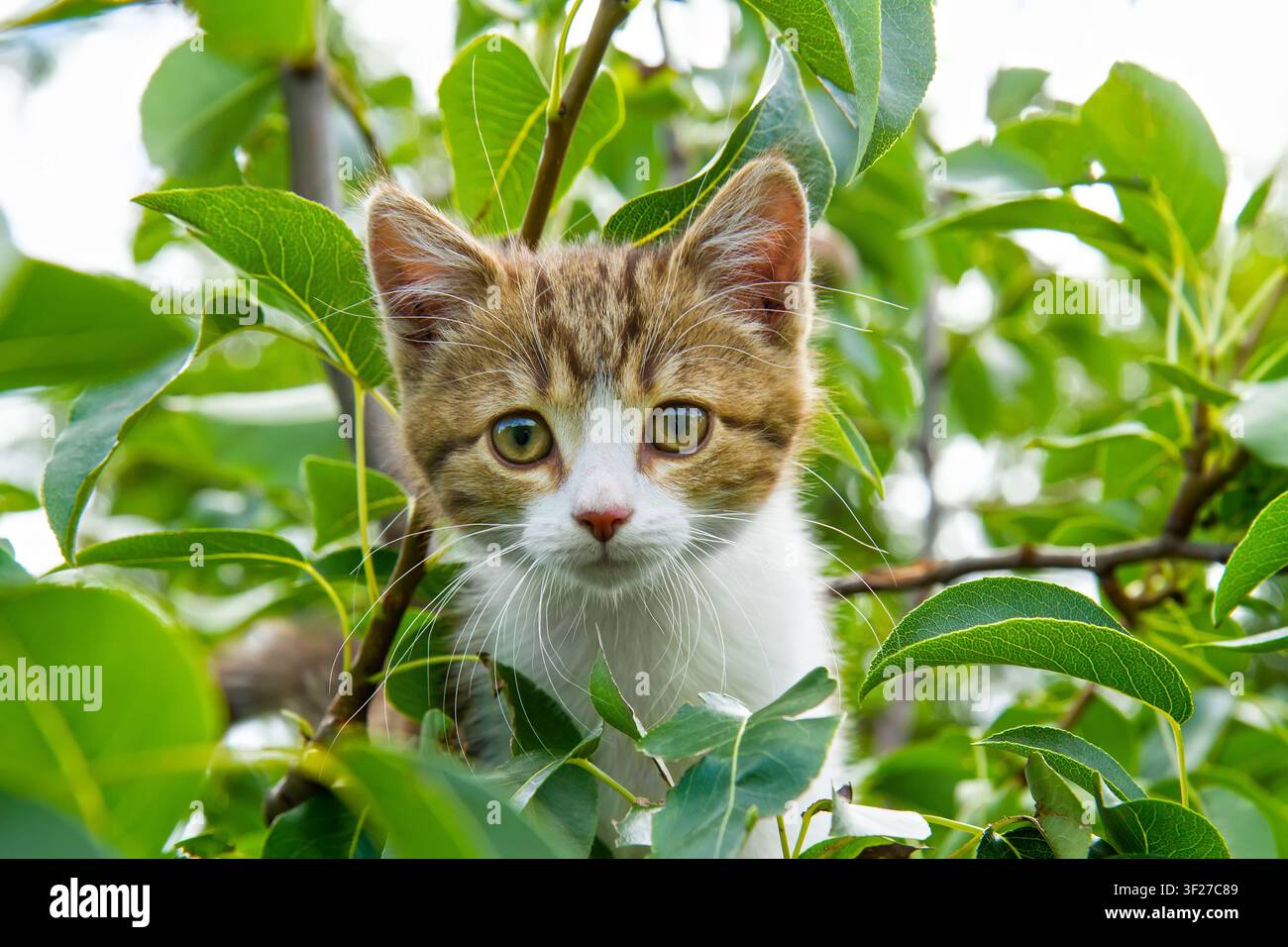 Chat sur les branches d'un arbre. Portrait d'un chaton. Chat regardant la caméra. Banque D'Images