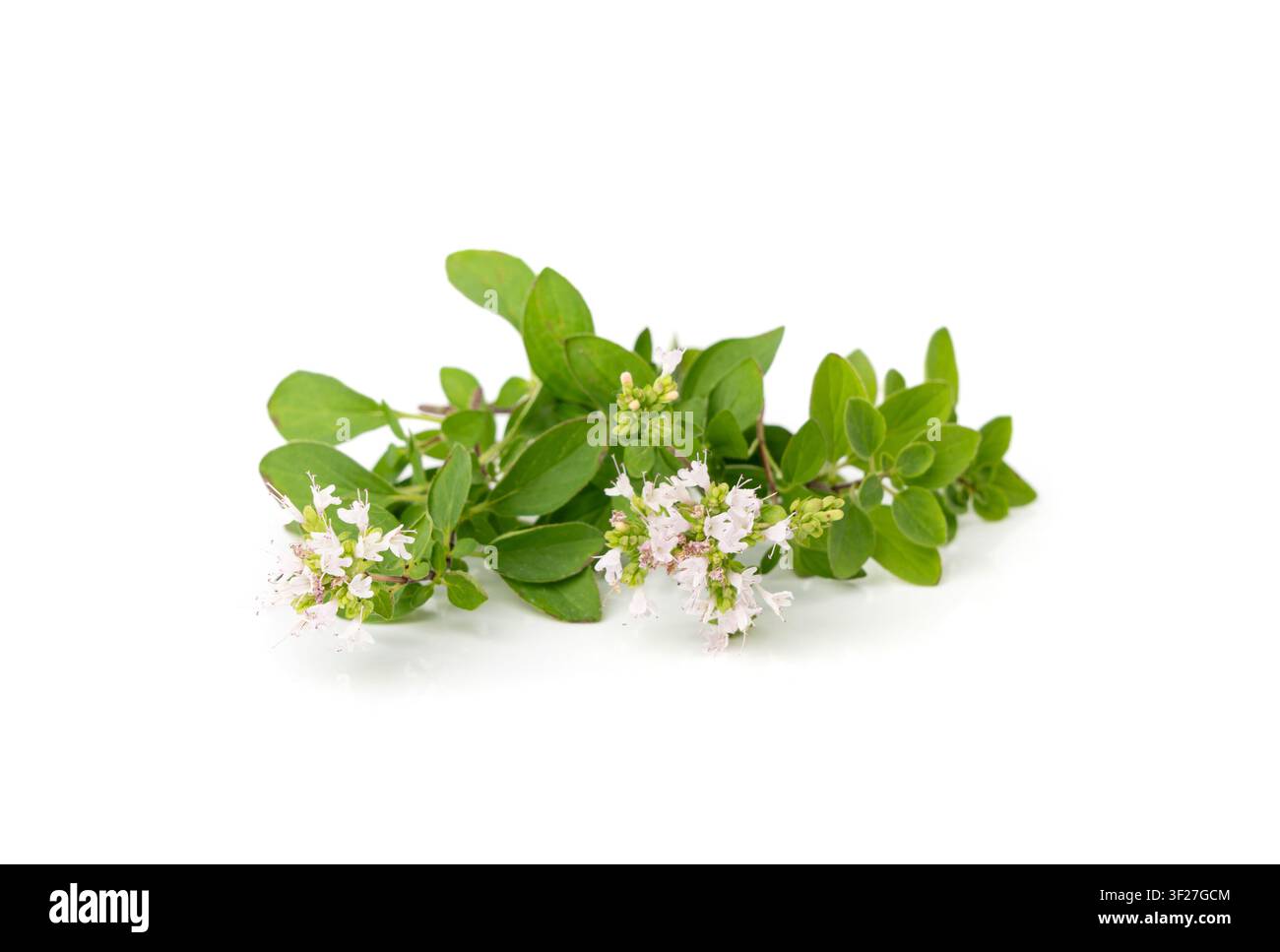 Brindille de thym frais isolée, feuilles et fleurs de marjolaine fraîche, brin d'origan, feuille d'assaisonnement au thym vert, feuilles de thym, herbes et épices au romarin sur fond blanc Banque D'Images