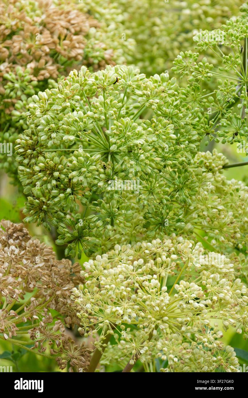 Fenouil commun, Foeniculum vulgare, ombelles de graines mûrissantes Banque D'Images